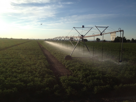 Miller Research Potato Pest Management Workshop