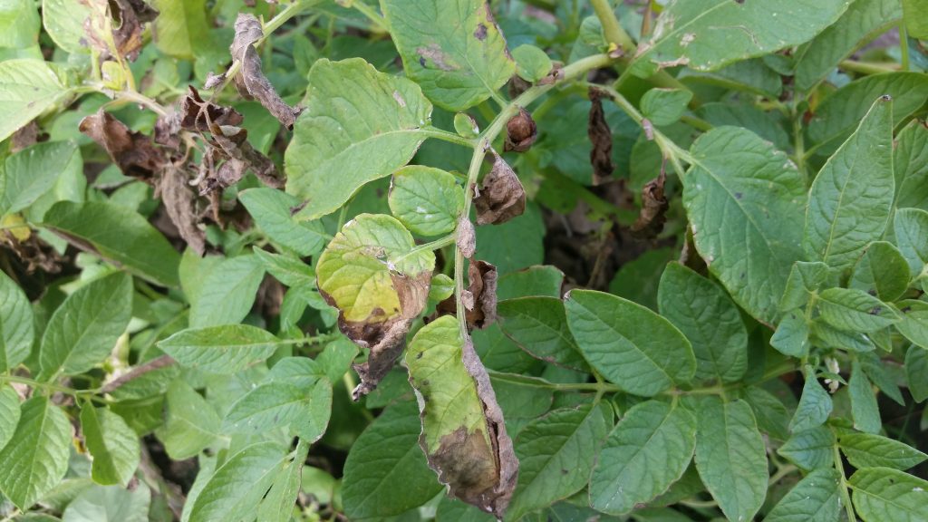 Verticillium Wilt - Miller Research LLC