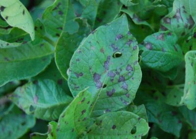 Early blight lesions on potato leaves