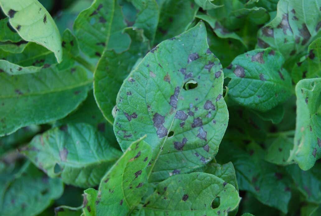 Early blight lesions on potato leaves