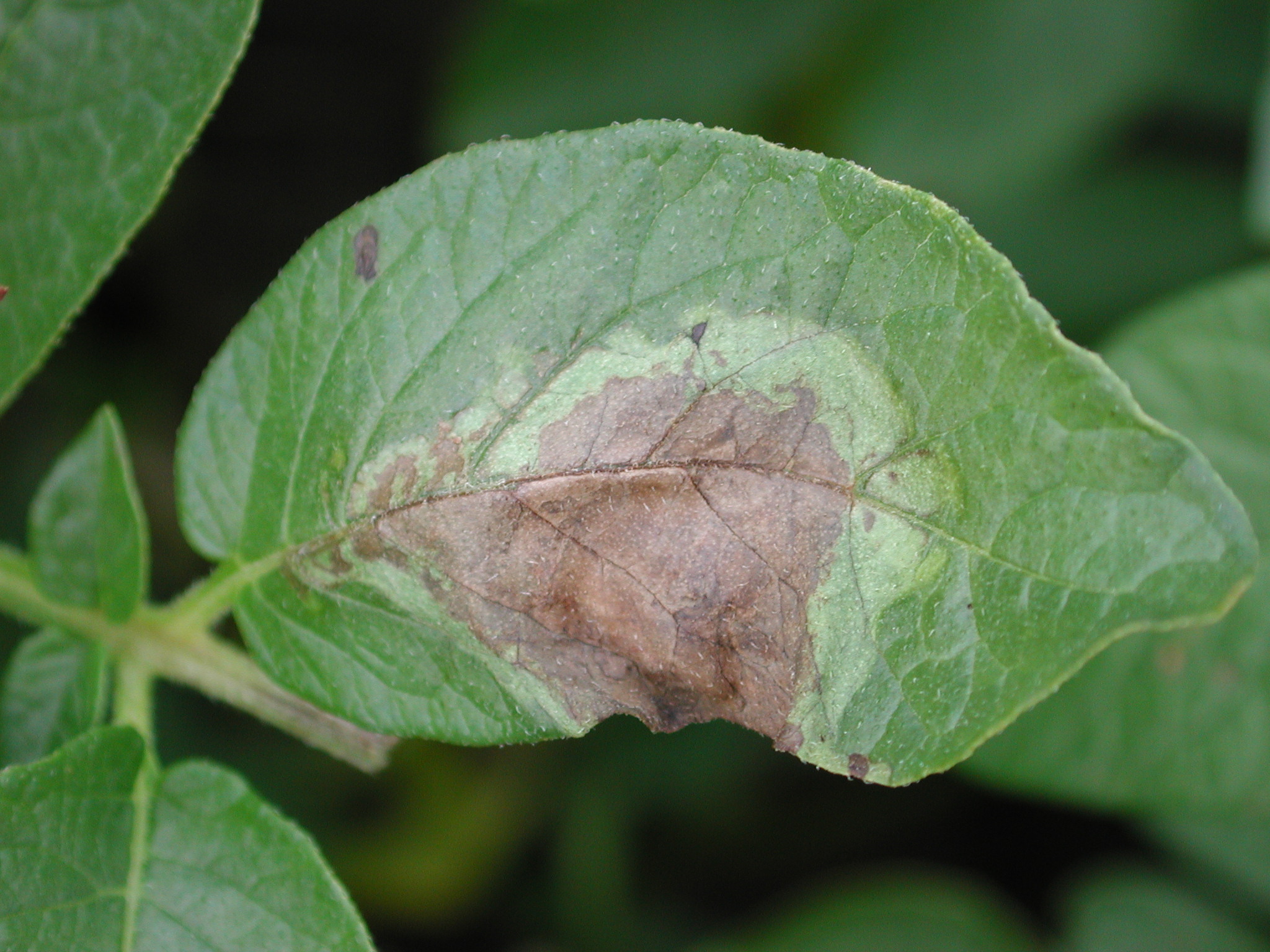 Late blight lesion on potato leaf
