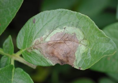 Potato leaf with late blight