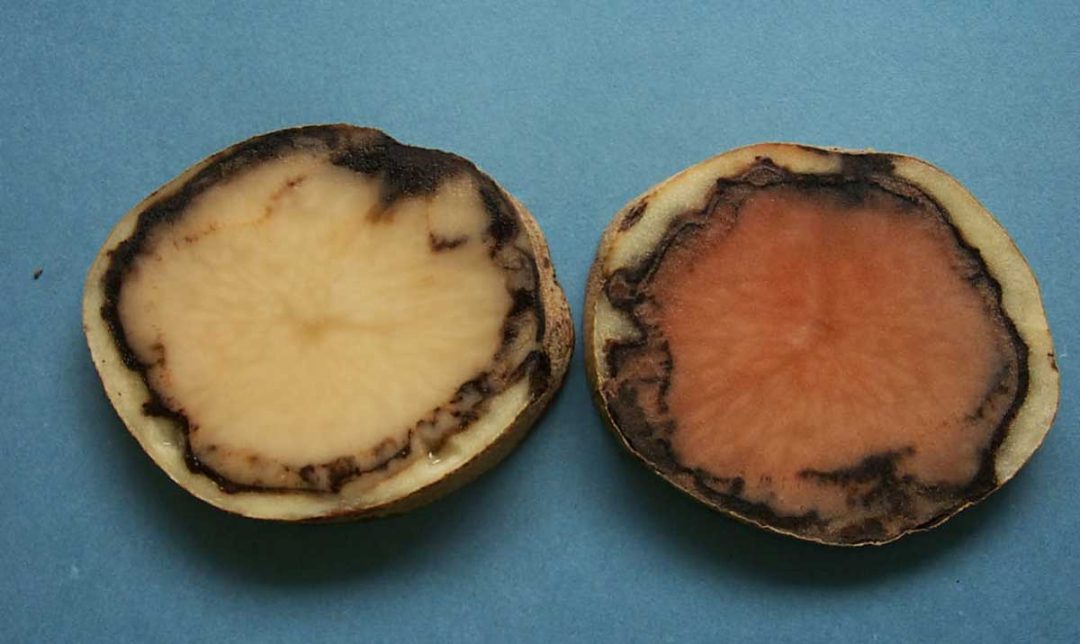 Pink Rot | Miller Research LLC