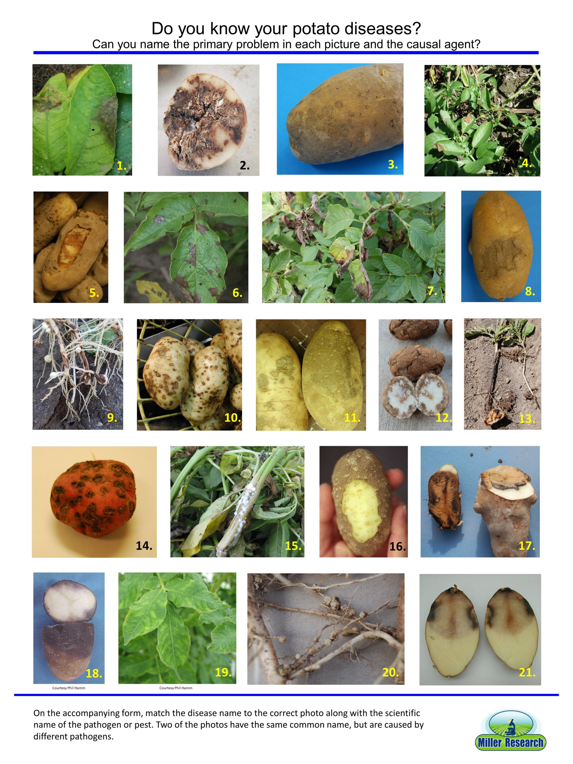 Potato Disease Quiz