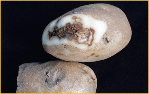 Fusarium dry rot on tubers