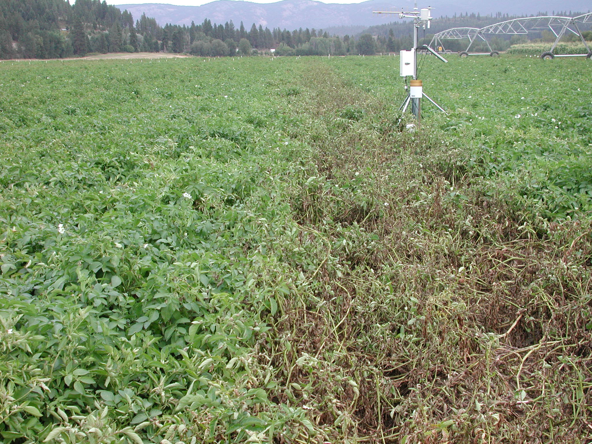 Late blight in potato