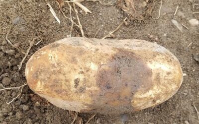 2023 Miller Research Potato Pest Management Meeting