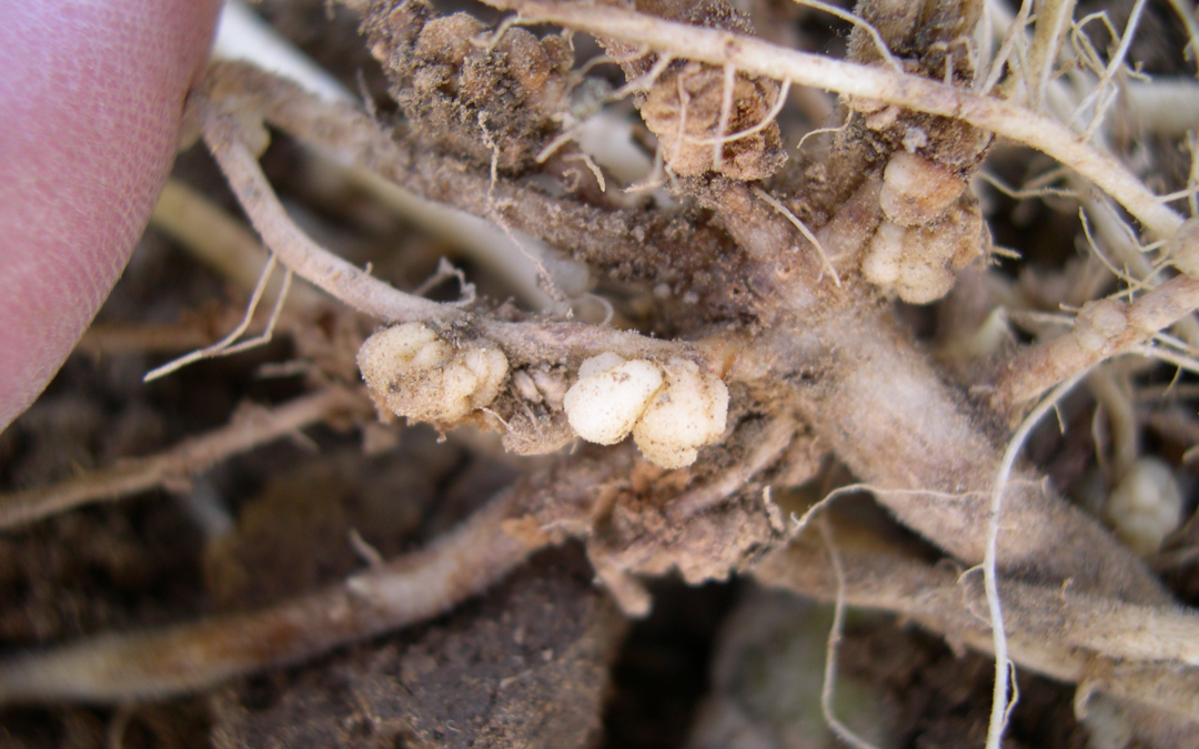 Powdery Scab root galls on potato roots.