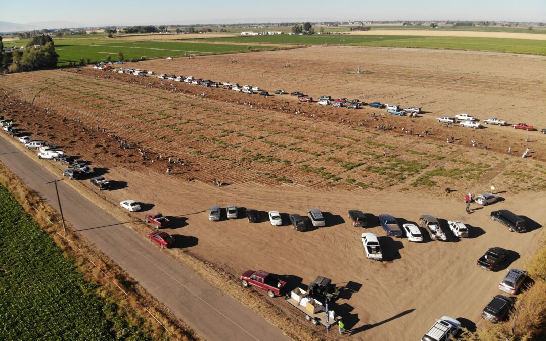 16th Annual Miller Research Potato Day and Food Drive
