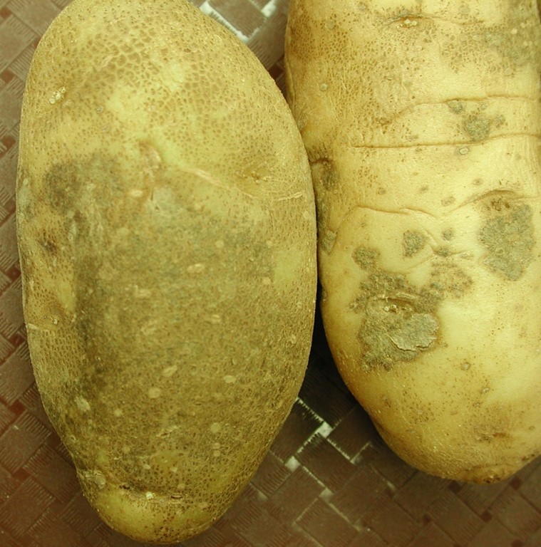 Tuber with black dot